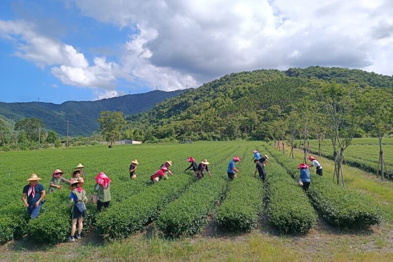 冬茶飄香！晶泉丰旅攜手小農打造「製茶時農 釀冬」採茶體驗